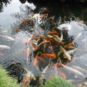 laghetto-carpe-koi laghetto carpe koi